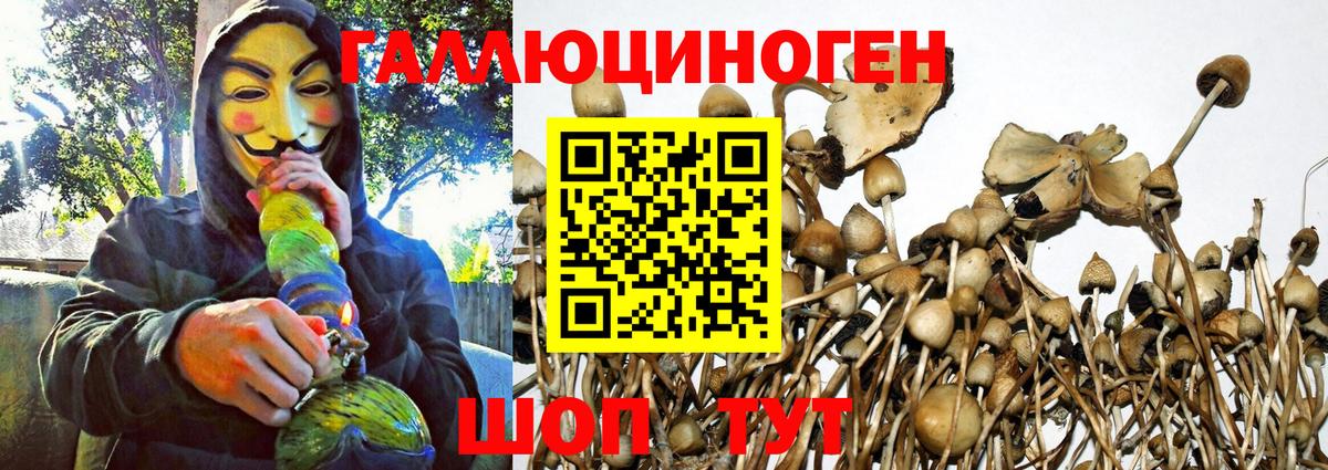 Галлюциногенные грибы Psilocybe Рубцовск